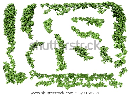 Stock photo: Green Ivy Leaves