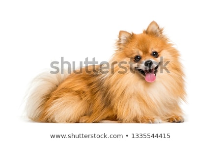 Stock photo: Pomeranian