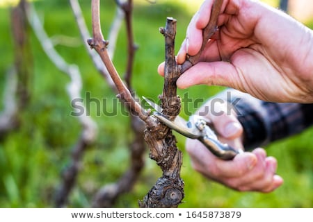 Сток-фото: Man Pruning Vines