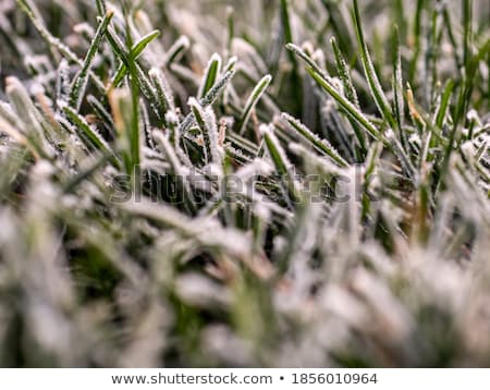 Foto stock: Ice Patterns And Morning Sunlight