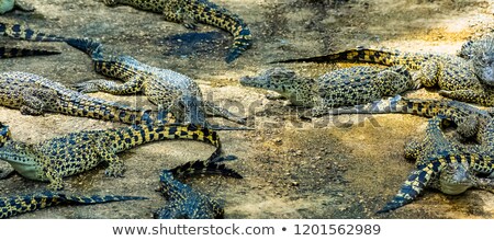 Stockfoto: Cuban Crocodile Head