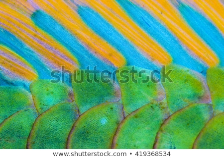 Stock fotó: Fish With Sunrays