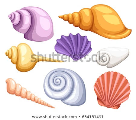 Stock photo: Frame Of Conch Sea Shell