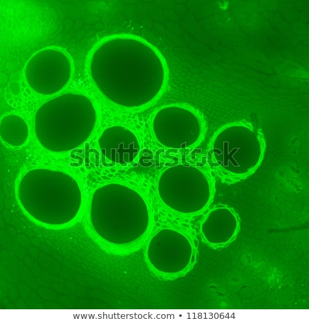 Сток-фото: Pumpkin Stem Microscopy