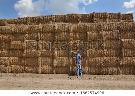 Foto stock: Farmer Inspecting Bale Of Straw In Field