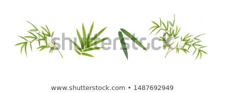 Foto stock: Bamboo Leaves
