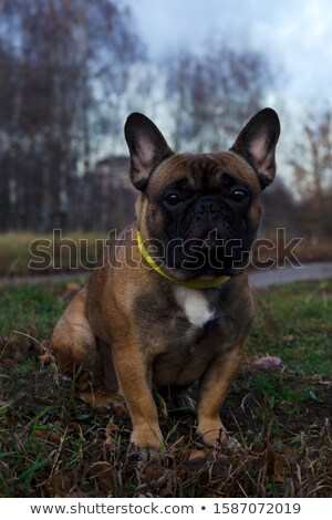 Сток-фото: Young Blue Collar Posing Against Yellow Background