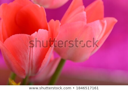 Tulip Macro Stockfoto © fotoscool