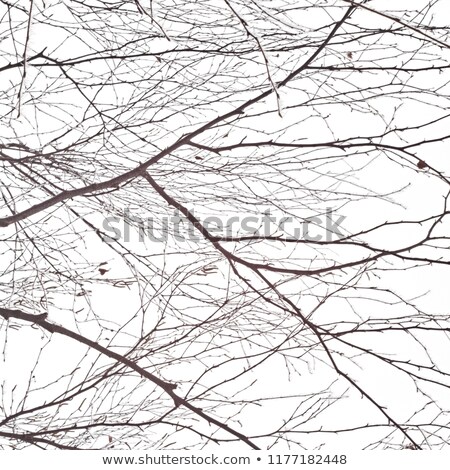 Zdjęcia stock: Birch Branches Covered With Hoarfrost