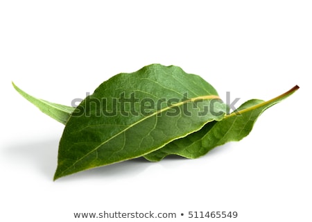 Сток-фото: Bay Leaf