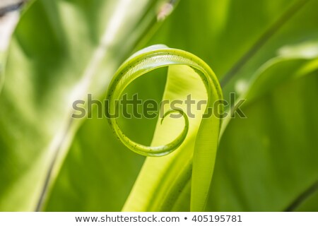 ストックフォト: Young Ferns Curled Up