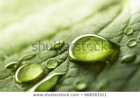 Сток-фото: Green Leaf And Water Drop