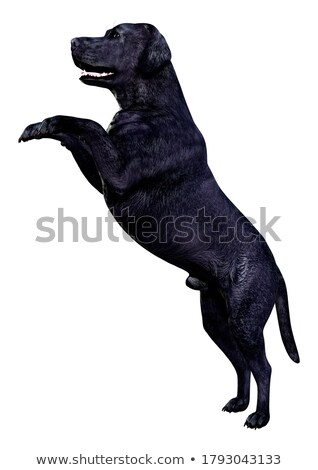 Foto stock: Labrador Playing - 3d Render