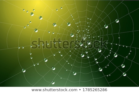 Stockfoto: Cobweb Dew In The Forest