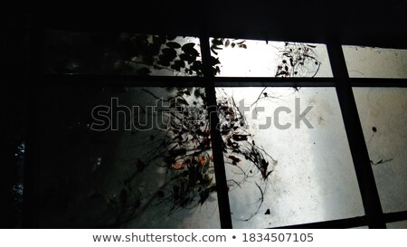 Foto stock: Branches On Rainy Window Pane