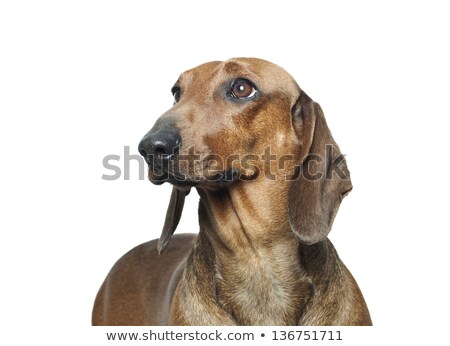 商業照片: Dachshund Sitting In The Studio And Looking Up