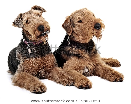 Foto stock: Two Airdale Terrier Are Looking To The Same Direction