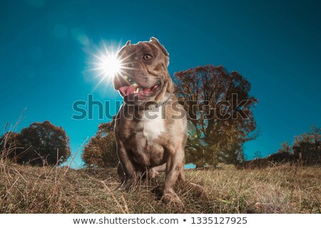 Сток-фото: American Bully Looking Eagerly Away With Tongue Exposed