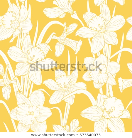 Stockfoto: Realistic Vector Daffodil Flowers