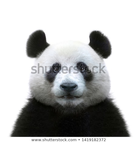 Stockfoto: Panda
