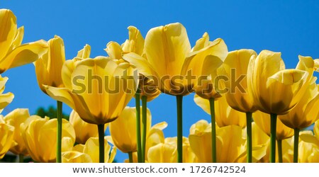 Foto stock: Bouquet Of Dutch Tulips In Closeup