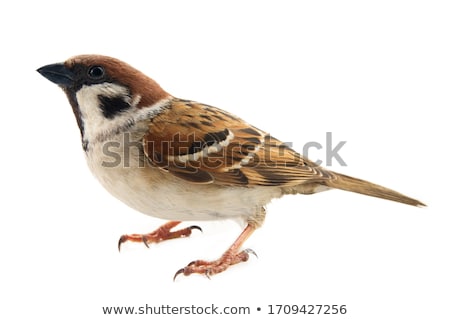 Foto stock: Tree Sparrow