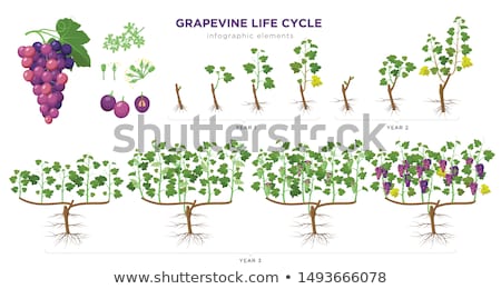 Stok fotoğraf: Grapevine