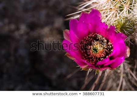 Stockfoto: Pink Red Cactus Flowers Sonoran Desert Phoenix Arizona