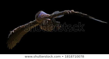 Stock photo: Archaeopteryx - Prehistoric Bird