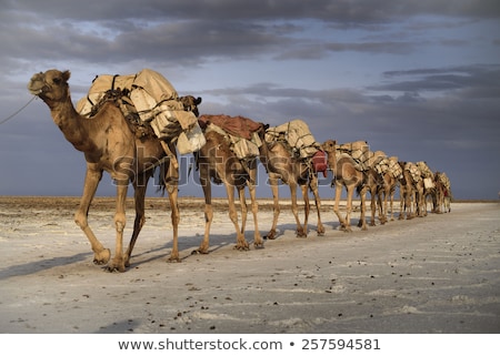 Foto stock: Camel Caravan
