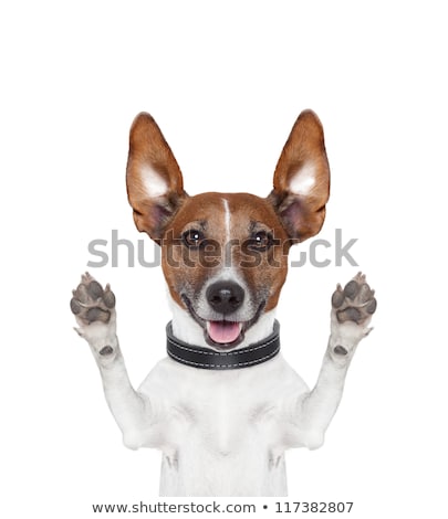 Stock fotó: Silly Crayz Dog