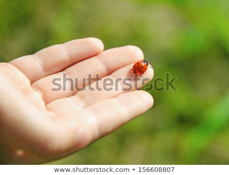 Сток-фото: Ladybug Sitting On A Human Finger