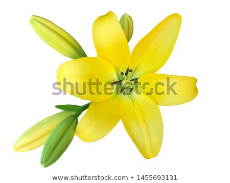 [[stock_photo]]: Detail Of Shiny Flower With White Background
