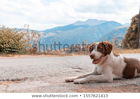 Stock photo: Beagle And St Bernard Outdoor