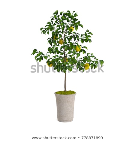 Stock photo: Small Lemon Tree