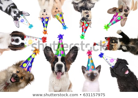 Сток-фото: Siamese Kittens Celebrating A Birthday With Hats