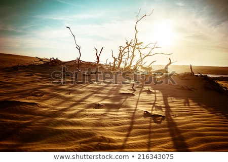Foto stock: Desert Landscape With Dead Plants In Sand Dunes Global Warming
