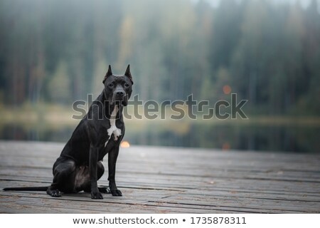 Foto d'archivio: Young Pitbull Terrier