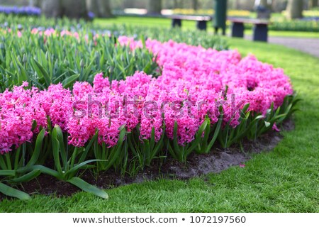 ストックフォト: Bench In The Colorful Spring Garden Keukenhof Netherlands