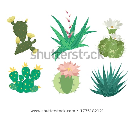 Stok fotoğraf: Hawaii Flower Vector Illustration Clip Art Image