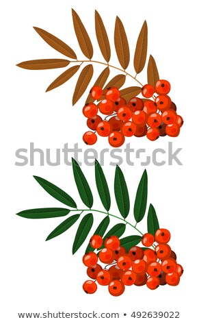 Stockfoto: Branches Of Mountain Ash With Bright Orange Berries