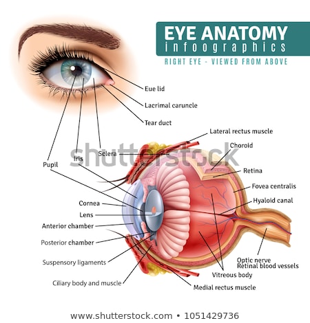 Foto d'archivio: Eye Human Anatomy