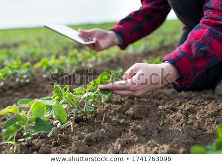 Stock fotó: Close Up Of Female Farmer Hand Examining Soybean Plant Leaf