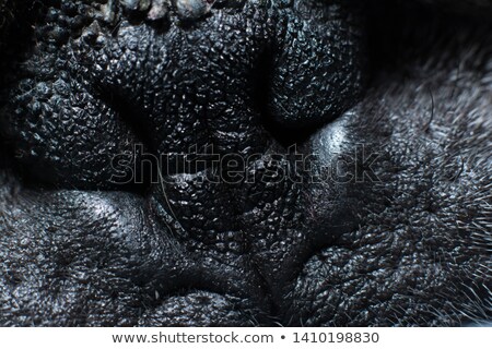 Stock fotó: Close Up A Pug Puppy In Front Of Blue Background