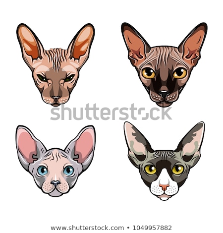 Black Purebred Sphinx Cat Stockfoto © Khabarushka