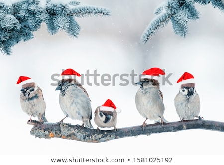 [[stock_photo]]: Five Birds With Santa Hat On Tree Branches