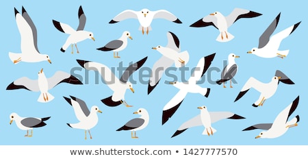 Stok fotoğraf: Seagull Flying