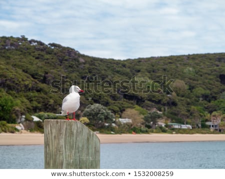 [[stock_photo]]: Seagull Sitting On A Wooden Pale