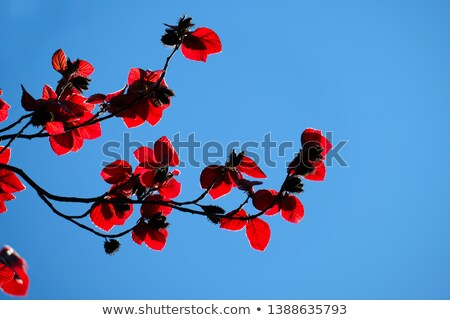 Stock fotó: Focus On Bright Red Leaves And Clear Blue Sky