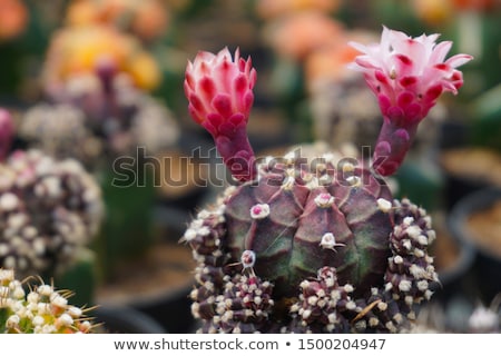 Foto stock: Bud Of Cactus In Detail